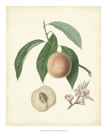 Plantation Peaches I art print
