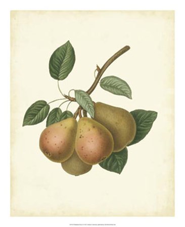 Plantation Pears I art print