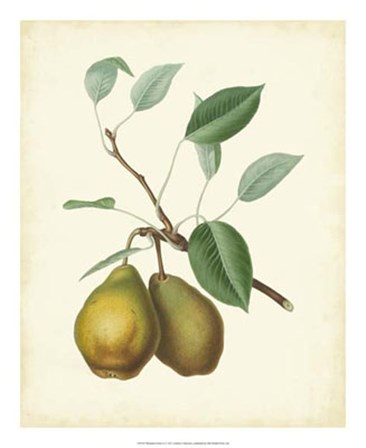 Plantation Pears II art print