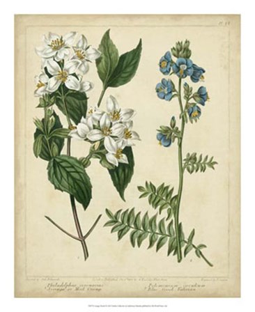 Cottage Florals I by Sydenham Edwards art print