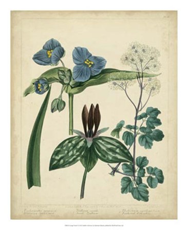 Cottage Florals V by Sydenham Edwards art print