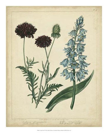 Cottage Florals VI by Sydenham Edwards art print