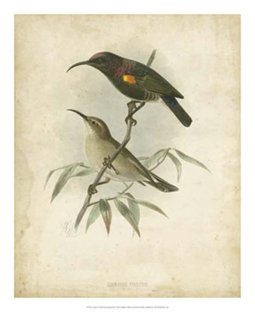 Antique Gould Hummingbird II by John Gould art print