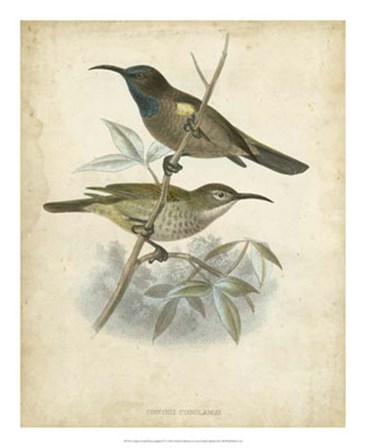 Antique Gould Hummingbird IV by John Gould art print