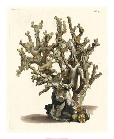 Antique Coral II by Vision Studio art print