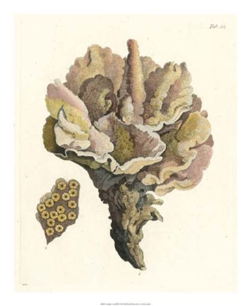 Antique Coral III by Vision Studio art print