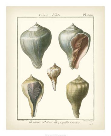 Volute Shells, Pl.390 by Denis Diderot art print