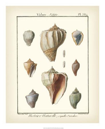 Volute Shells, Pl.384 by Denis Diderot art print