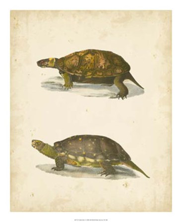 Turtle Duo I by John William Hill art print