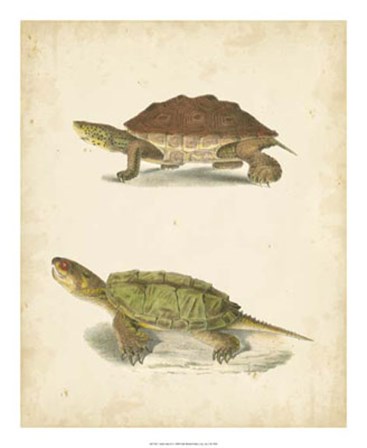 Turtle Duo II by John William Hill art print