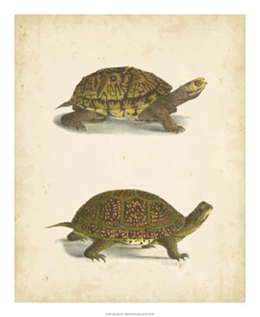 Turtle Duo III by John William Hill art print