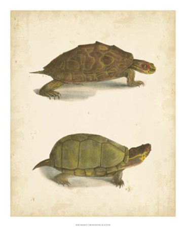 Turtle Duo IV by John William Hill art print