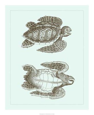 Loggerhead Turtles I by Vision Studio art print