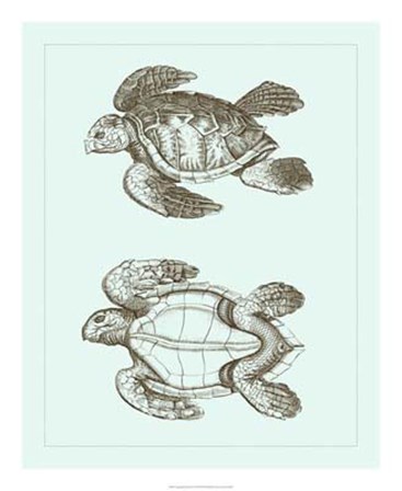 Loggerhead Turtles II by Vision Studio art print