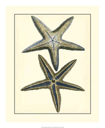 Antique Blue Starfish I by Vision Studio art print