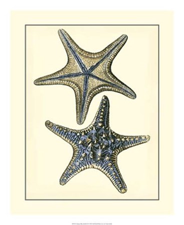 Antique Blue Starfish II by Vision Studio art print