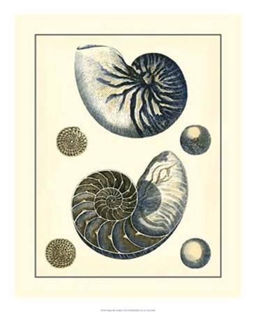 Antique Blue Nautilus by Vision Studio art print