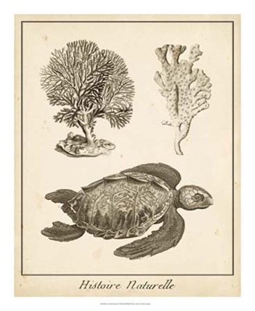 Sea Turtle Study I by Vision Studio art print