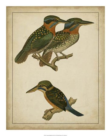 Vintage Kingfishers III art print