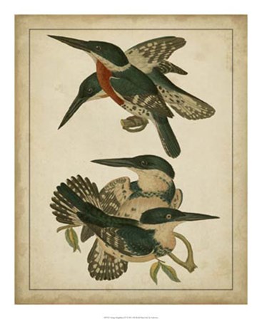 Vintage Kingfishers IV art print