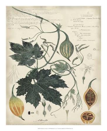 Botanical by Descube I by Alexandre Descubes art print