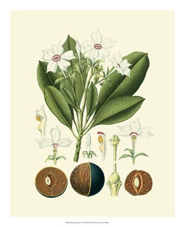 Botanical Glory IV by Vision Studio art print