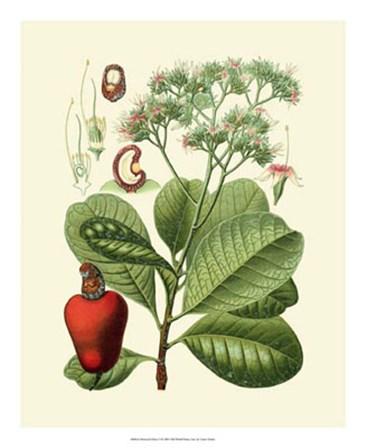 Botanical Glory V by Vision Studio art print