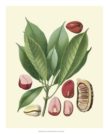 Botanical Glory VI by Vision Studio art print