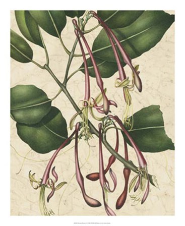 Botanic Beauty I by Vision Studio art print