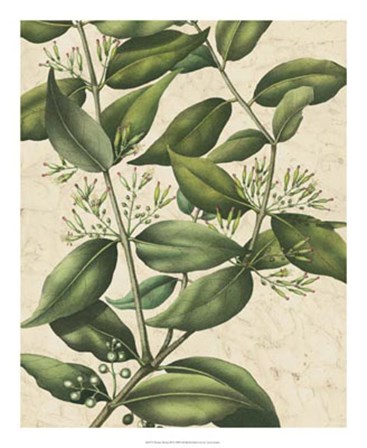 Botanic Beauty III by Vision Studio art print
