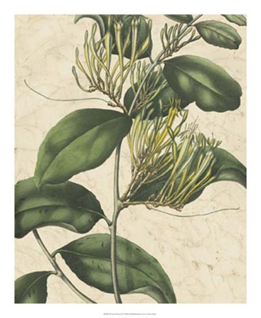 Botanic Beauty IV by Vision Studio art print