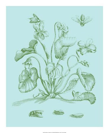 Spring Cyclamen II by Vision Studio art print
