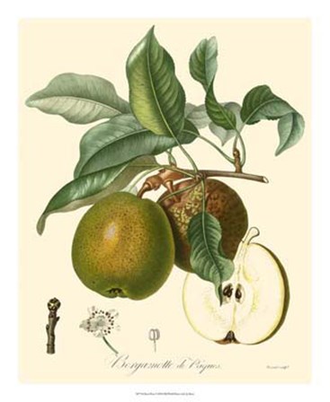 Pears by Pancrace Bessa art print