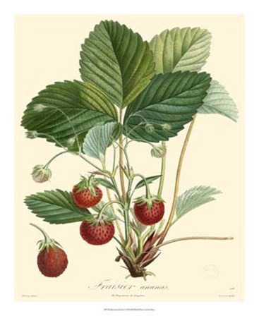 Strawberries by Pancrace Bessa art print