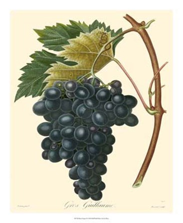 Grapes II by Pancrace Bessa art print