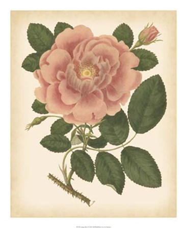 Antique Rose I art print