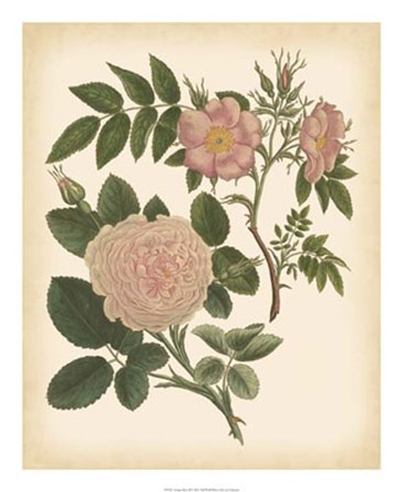 Antique Rose II art print