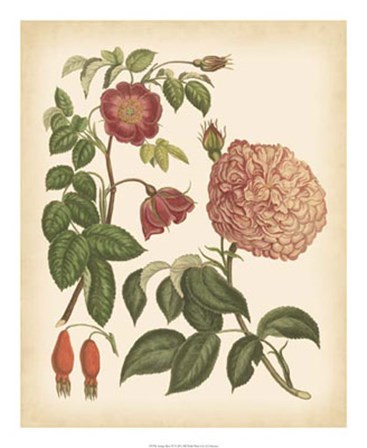 Antique Rose IV art print
