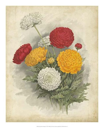 Ranunculus Florilegium I art print