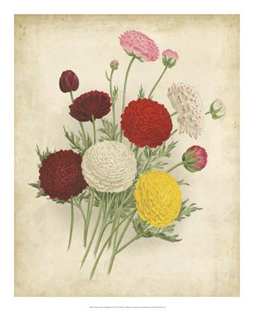 Ranunculus Florilegium II art print
