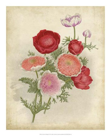 Anemone Florilegium art print