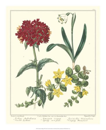Gardener&#39;s Delight VIII by Sydenham Edwards art print