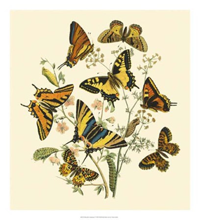 Butterfly Gathering I by Vision Studio art print