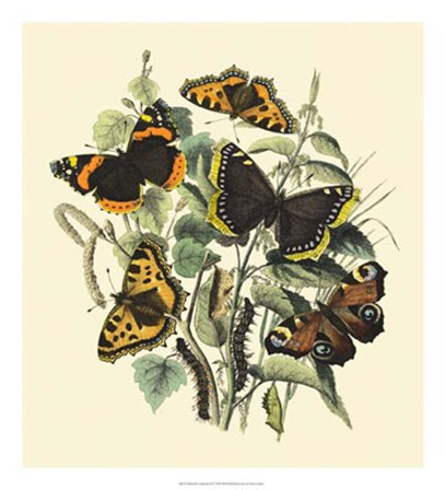 Butterfly Gathering II by Vision Studio art print