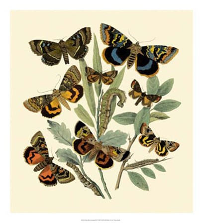 Butterfly Gathering III by Vision Studio art print