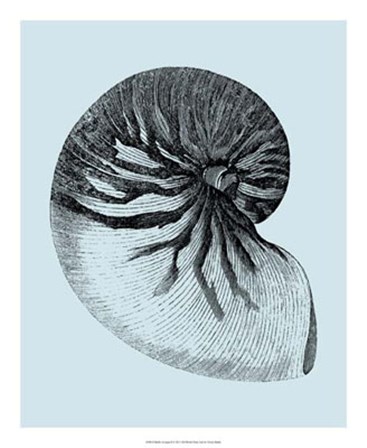 Shells on Aqua II by Vision Studio art print