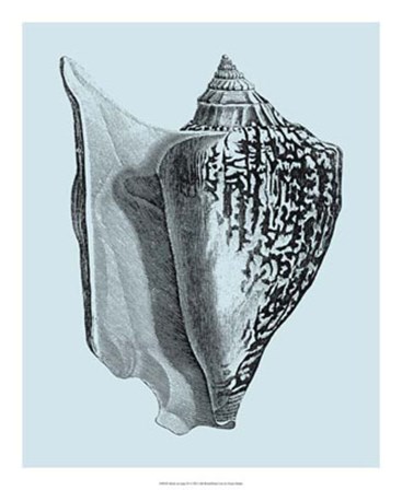 Shells on Aqua IV by Vision Studio art print