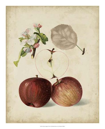 Harvest Apples I by Heinrich Pfeiffer art print