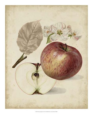Harvest Apples II by Heinrich Pfeiffer art print