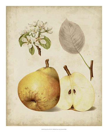 Harvest Pears II by Heinrich Pfeiffer art print